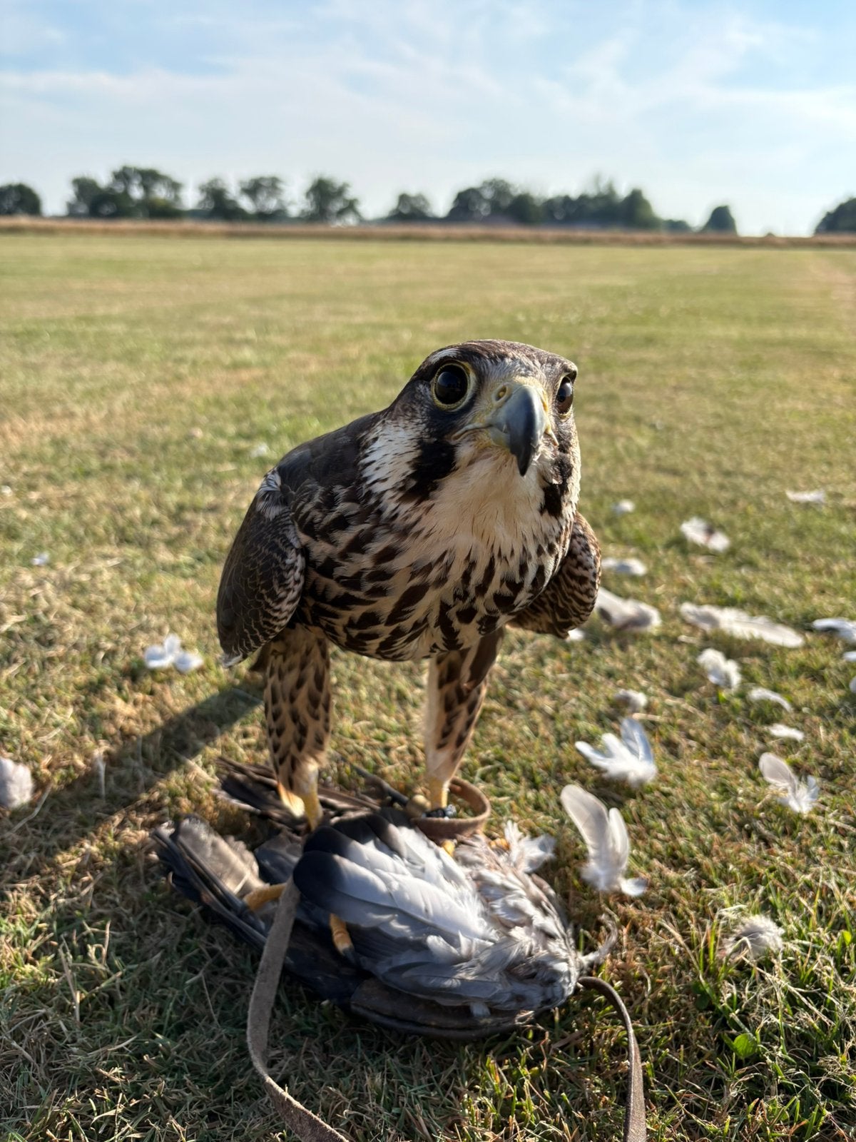 Slechtxlannervalk wijf 2025, Dieren en Toebehoren, Vogels | Overige Vogels