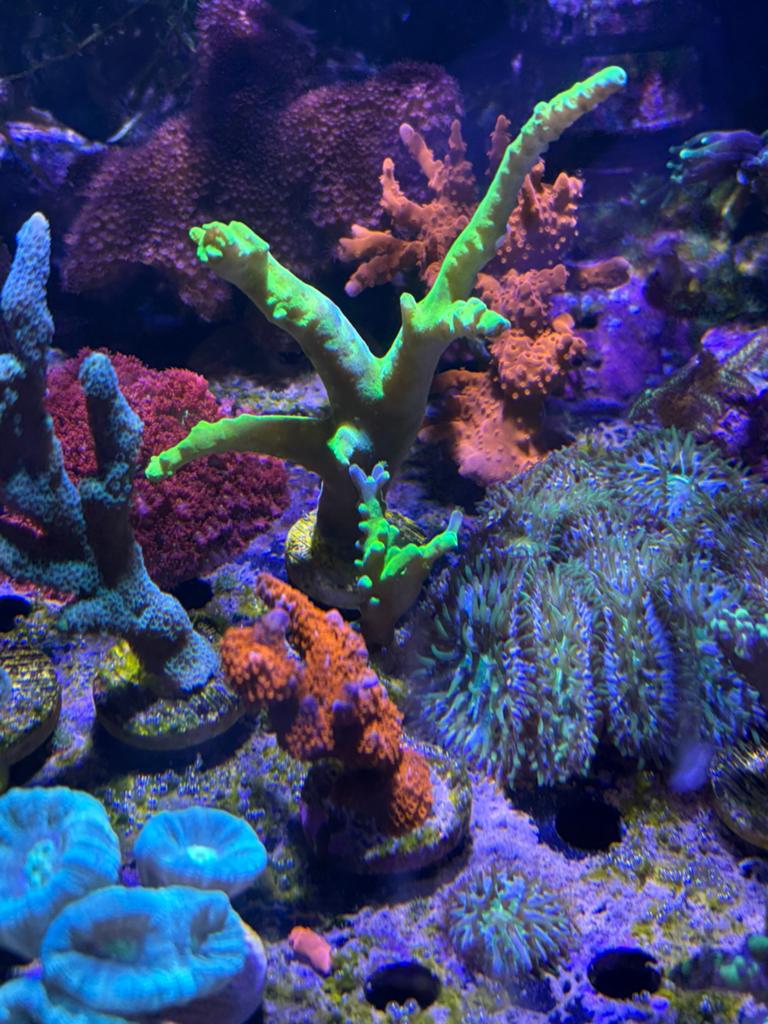 Acropora toxic frogskin, Dieren en Toebehoren, Vissen | Aquariumvissen, Overige typen, Zoutwatervis