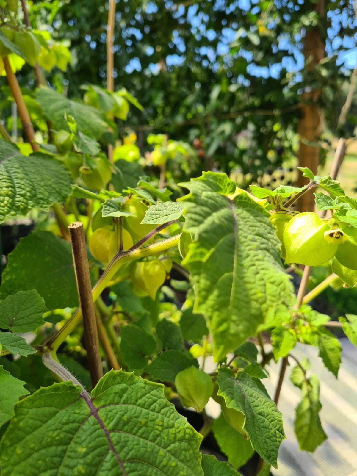 Ananasbes of physalis te koop in Balen vanaf 1 euro per stuk, Tuin en Terras, Ophalen, Minder dan 100 cm, Overige soorten, In pot