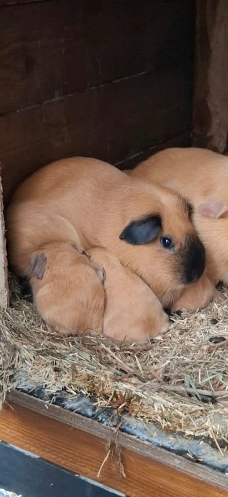 lieve cavia cali beertjes en zeugjes, Dieren en Toebehoren, Cavia, Meerdere dieren, Tam, September