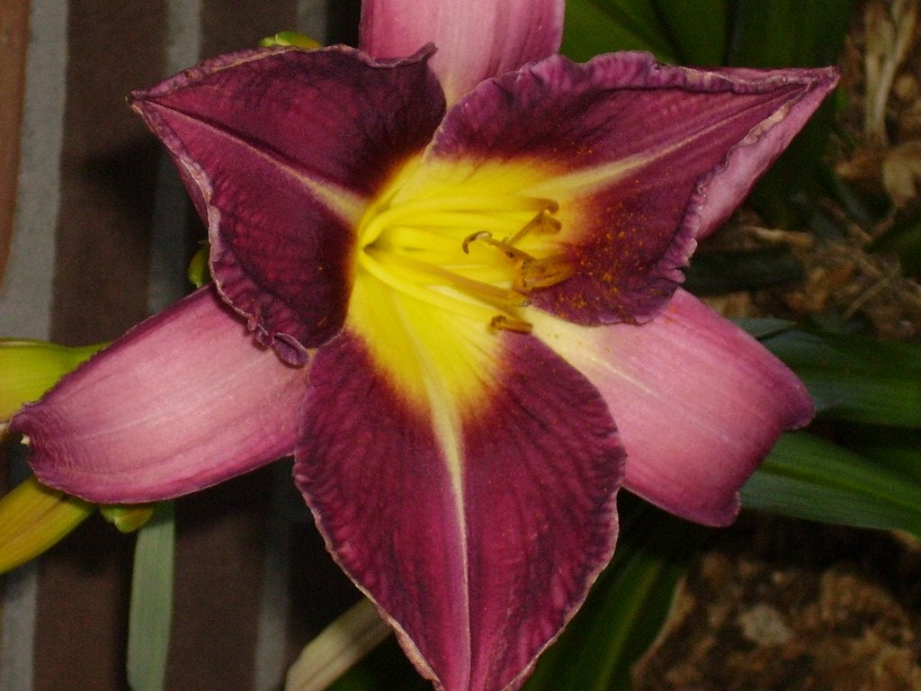 Hemerocallis Lavender Deal, Dragon Lore en andere, Tuin en Terras, Volle zon, Vaste plant, Zomer, Ophalen