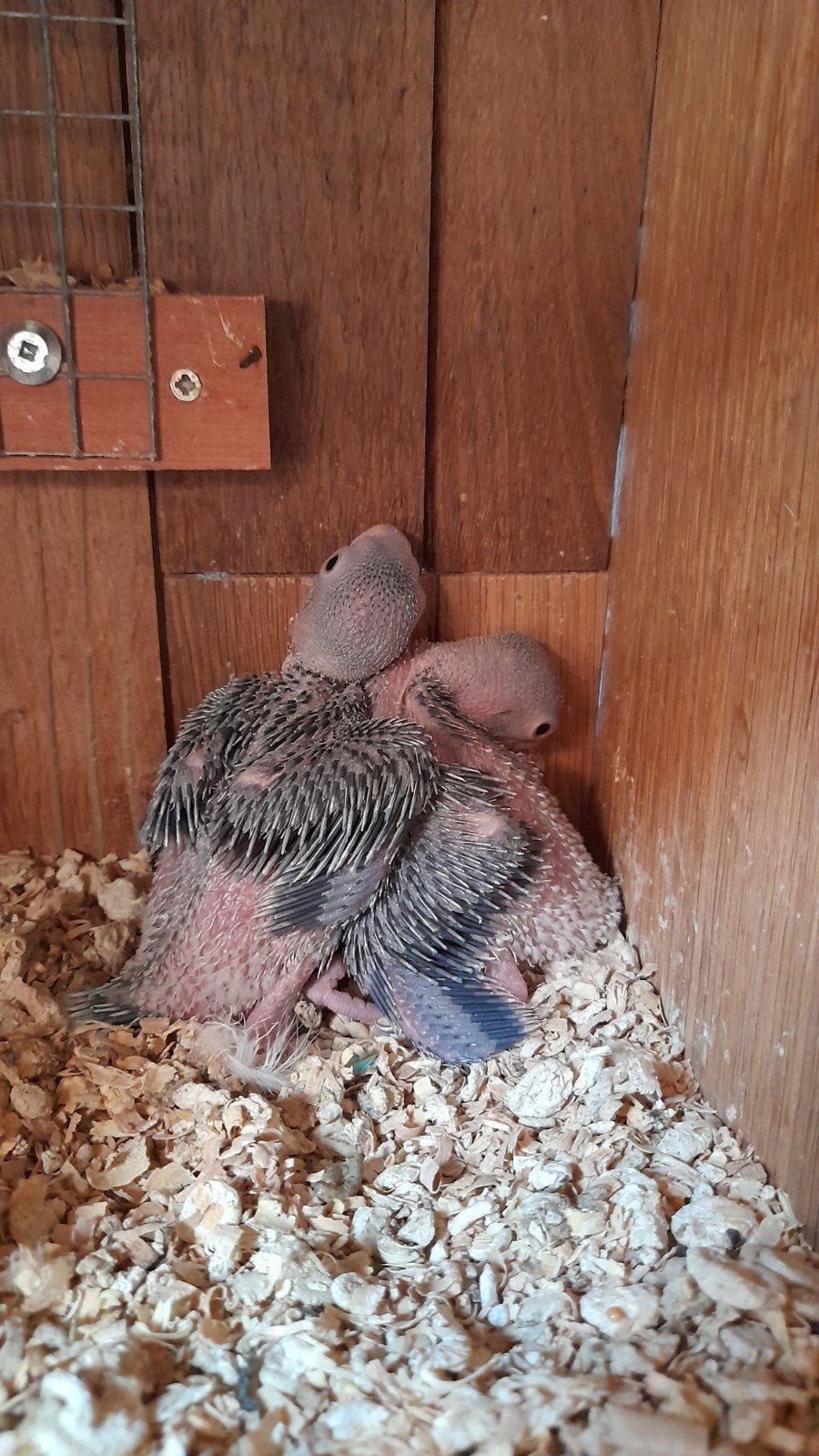Jonge halsbandjes, Dieren en Toebehoren
