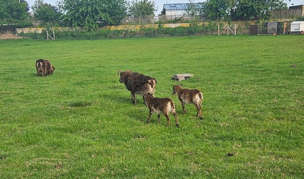 Zuivere soay lam rammen, Dieren en Toebehoren, Schapen, Geiten en Varkens, Mannelijk, Schaap, 0 tot 2 jaar