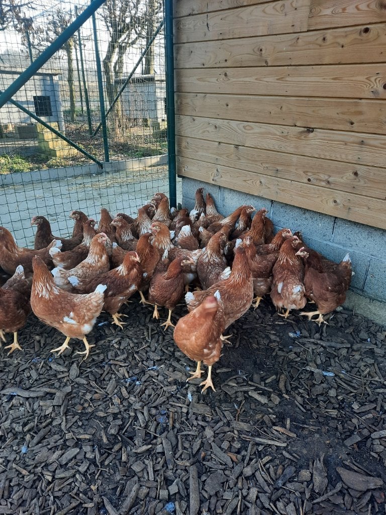 Legkippen, Dieren en Toebehoren, Pluimvee, Meerdere dieren, Kip