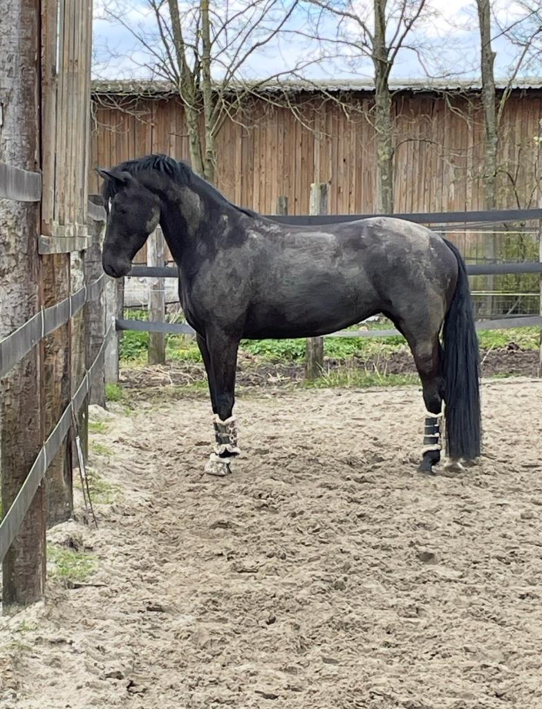 merrie te koop, Avec pedigree, L, 160 à 165 cm, Jument