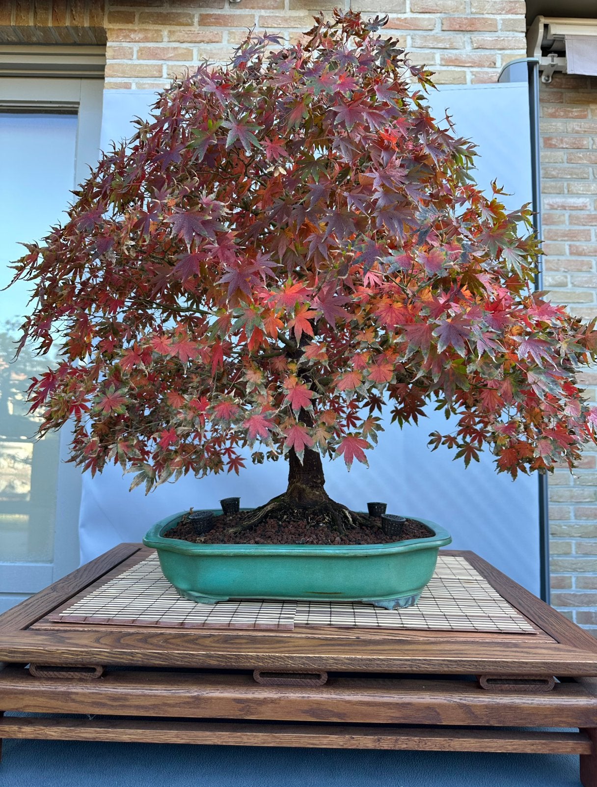 Bonsai acer palmatum, Tuin en Terras, Ophalen
