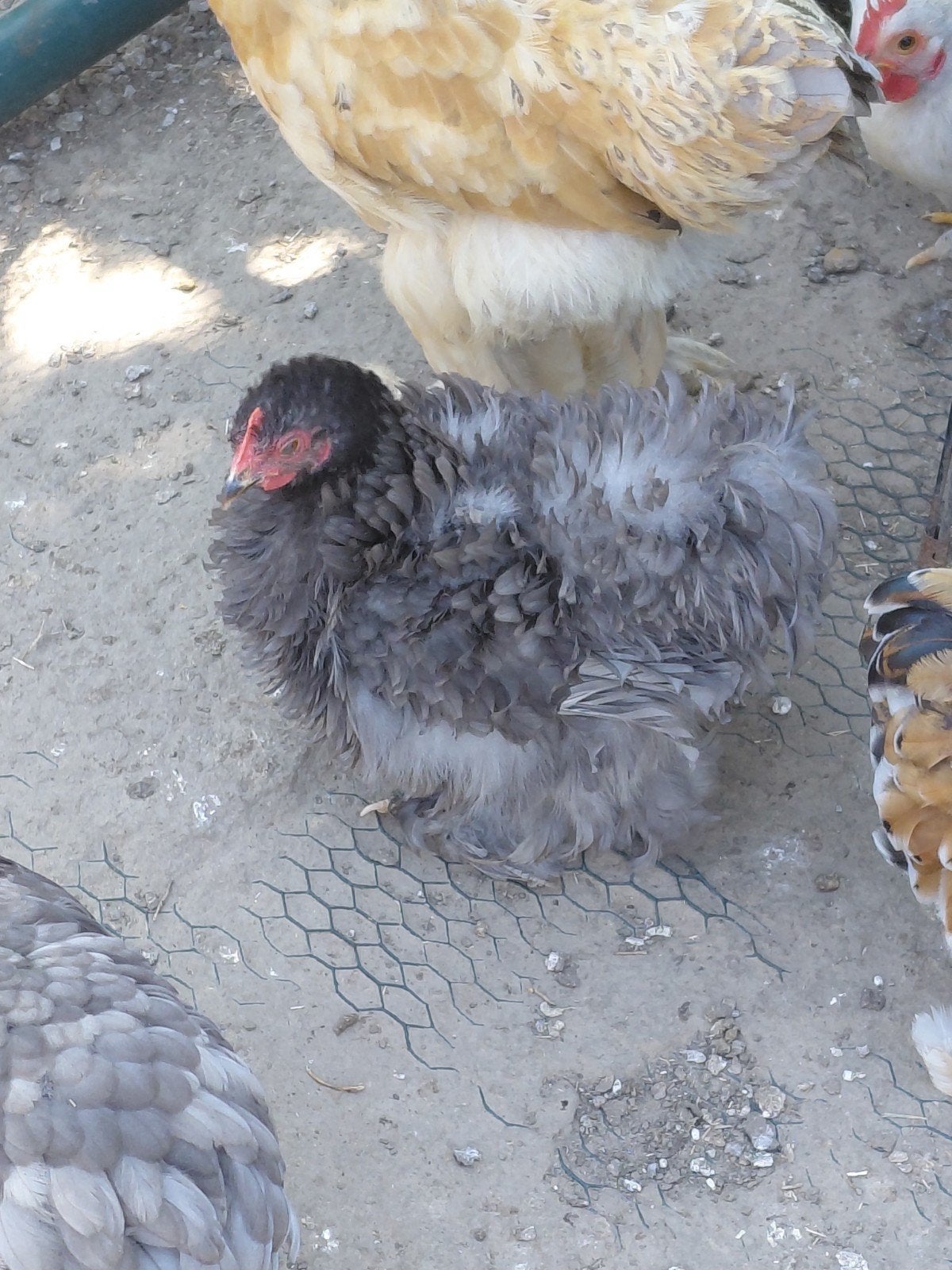 Trio pékin de Mars 2026, Plusieurs animaux, Poule ou poulet