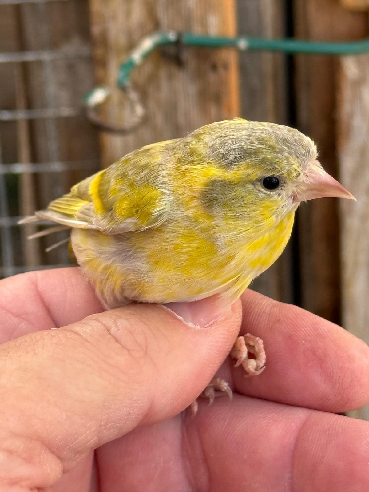Sijs man, Mannelijk, Wildzangvogel, Geringd