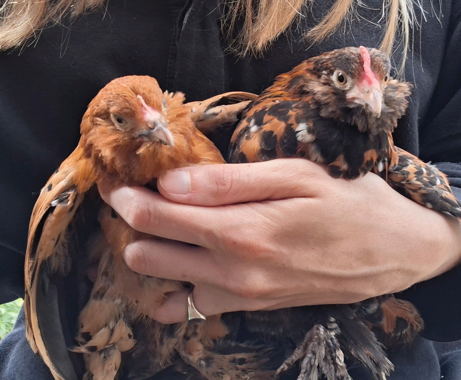 Koppel Ukkelse baardkriel, Meerdere dieren, Kip