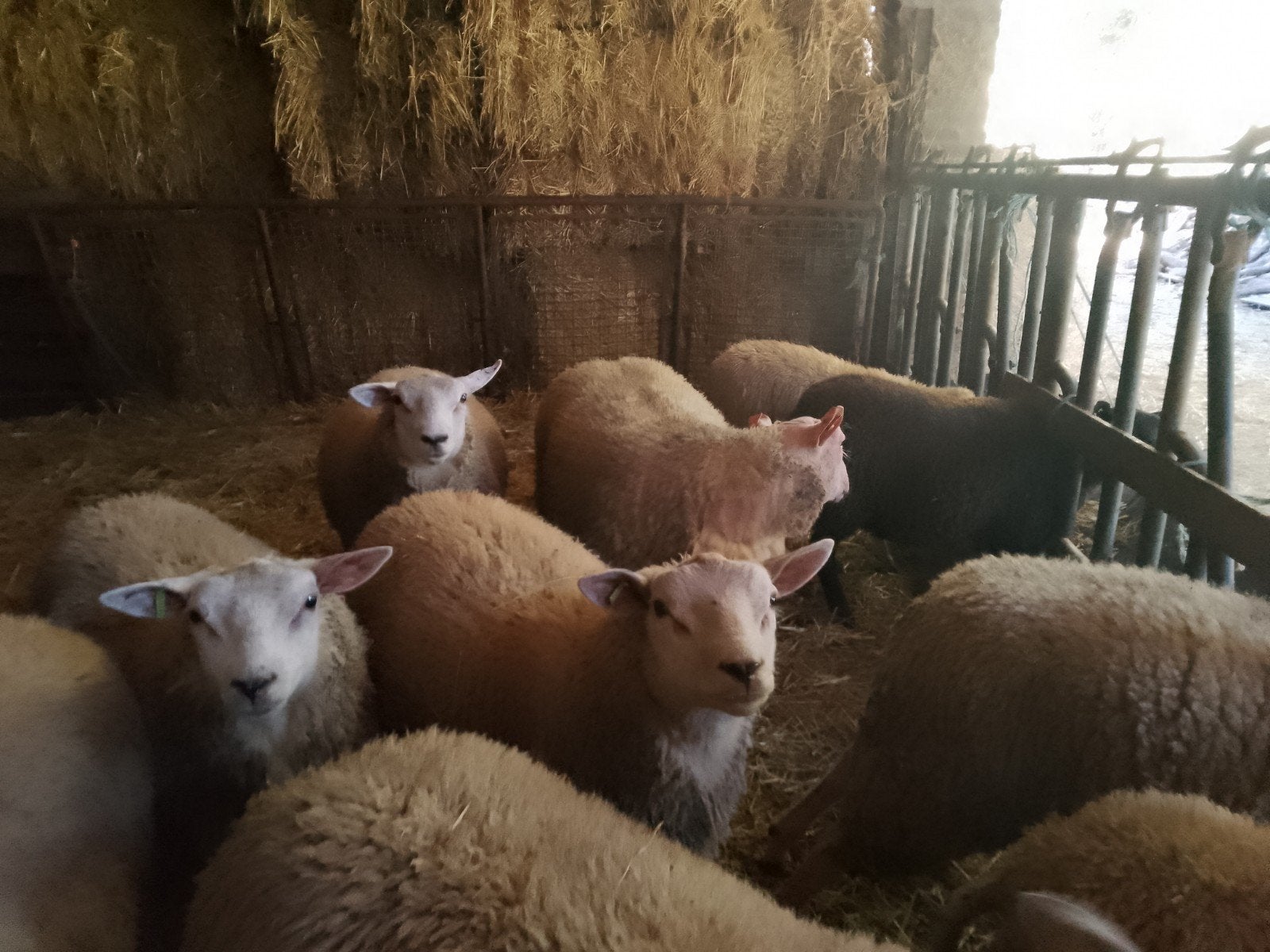 Franse en westelijke rode Texelse schapen, Dieren en Toebehoren, Mannelijk, Schaap, 0 tot 2 jaar