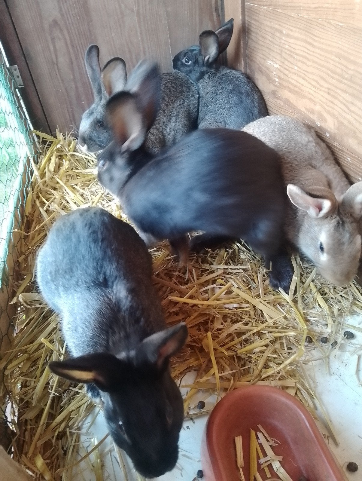 Jonge vlaamse  reus rammelaars, Dieren en Toebehoren, Knaagdieren, Mei, Mannelijk