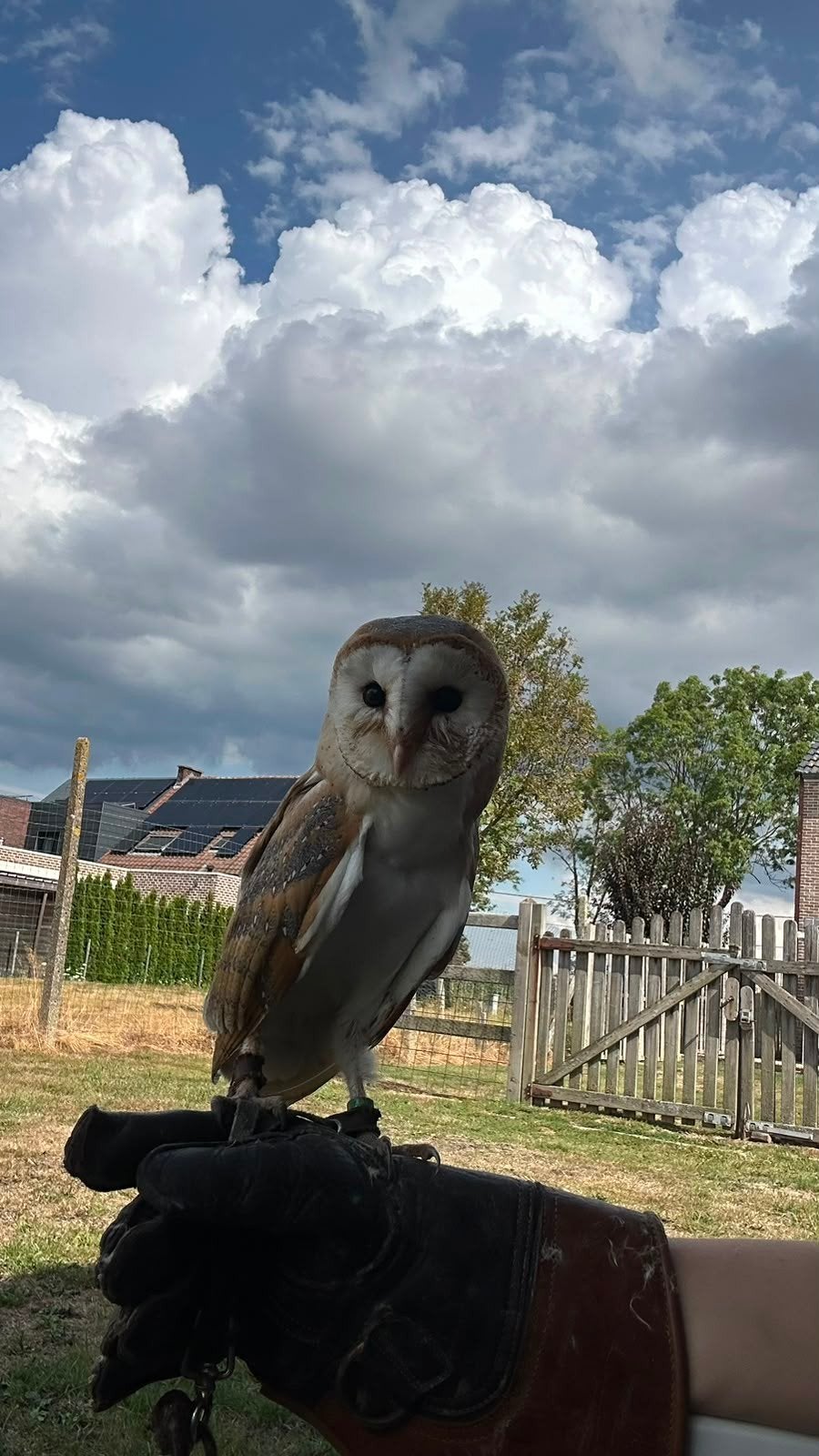 jonge kerkuilen, Dieren en Toebehoren, Meerdere dieren, Roofvogel, Tam