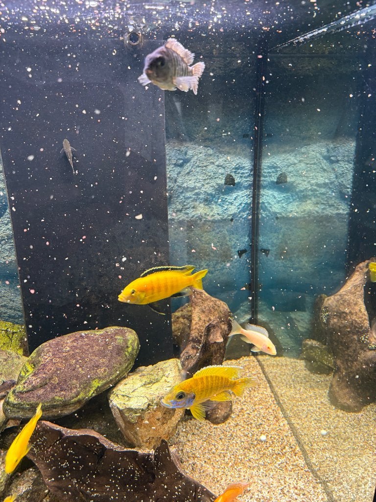 Malawi cichliden, Dieren en Toebehoren, Vis, Zoetwatervis