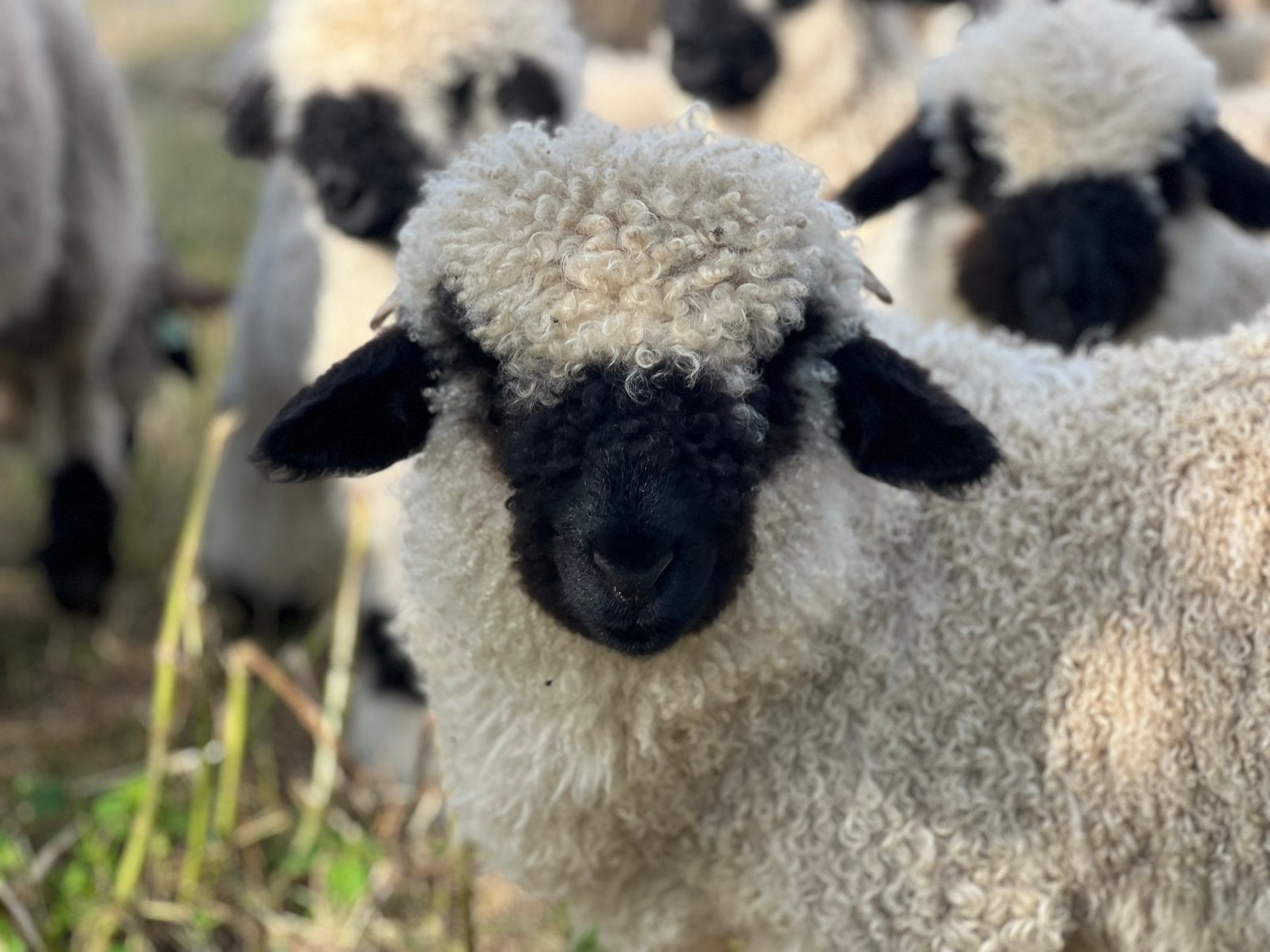 Walliser schwarznase ramlammeren, Mannelijk, Schaap, 0 tot 2 jaar