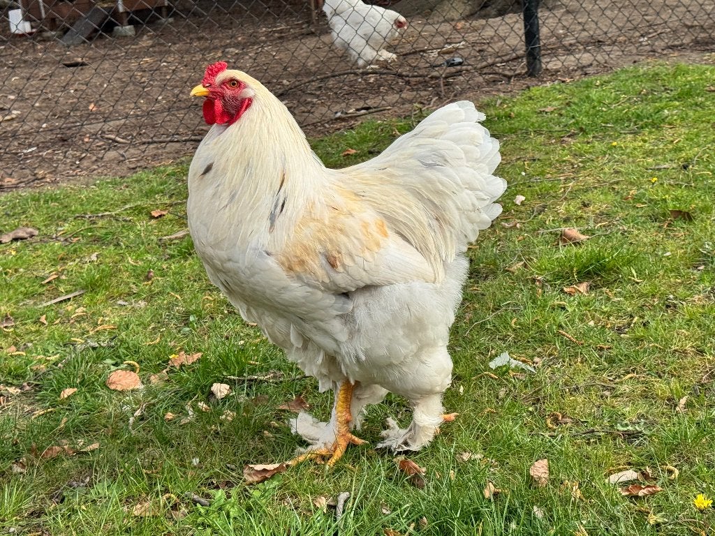 11 maand oude lemon pyle brahma haan, Animaux & Accessoires, Volatiles, Mâle, Poule ou poulet