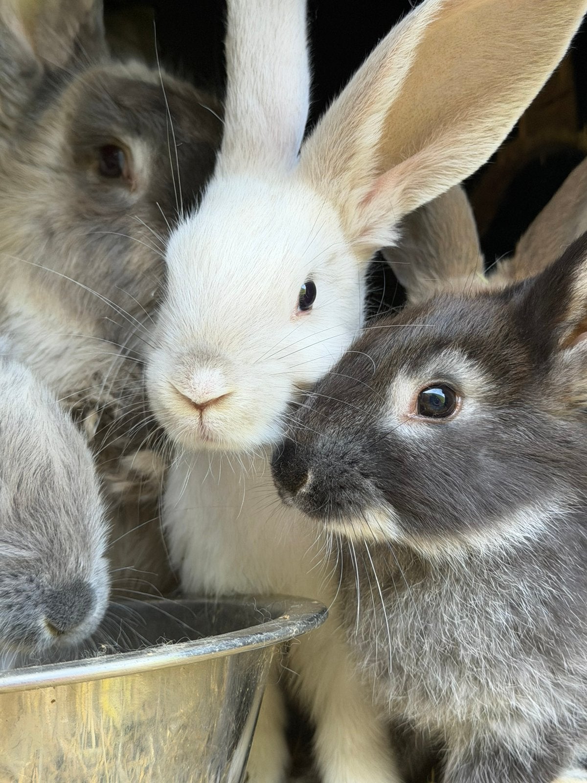 Tam nestje duitse reuzen, Dieren en Toebehoren, Konijnen
