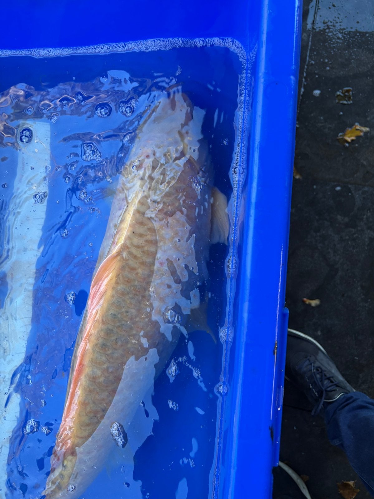 60 cm chagoi koi, Dieren en Toebehoren, Karper of Koi