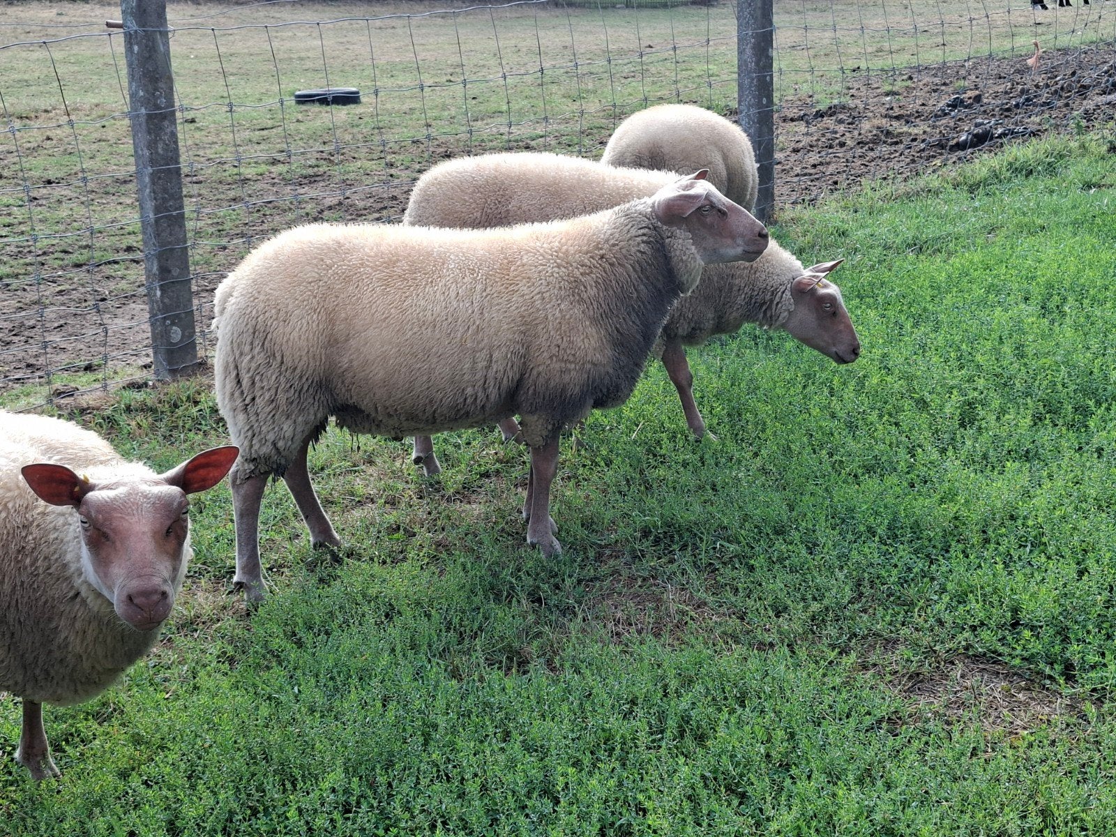 Mouton Rouge de l'Ouest, Plusieurs animaux, Mouton, 0 à 2 ans