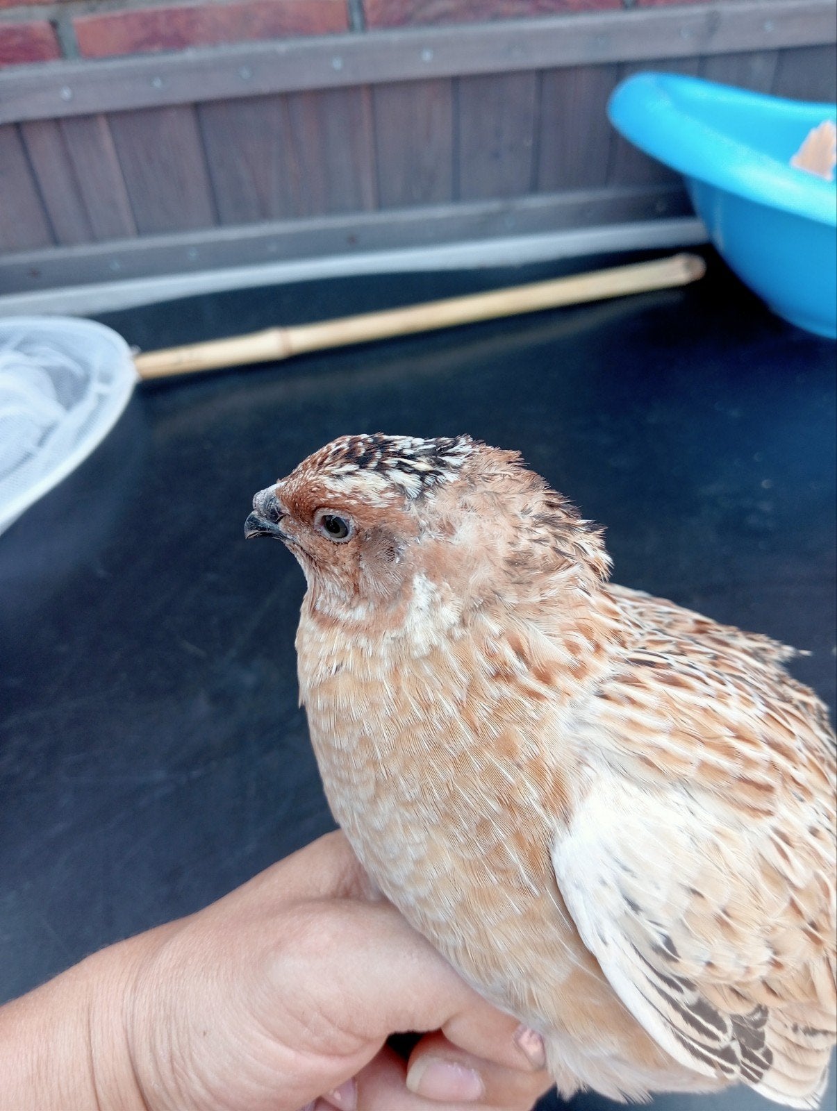 Japanse kwartel, Dieren en Toebehoren, Vogels | Overige Vogels