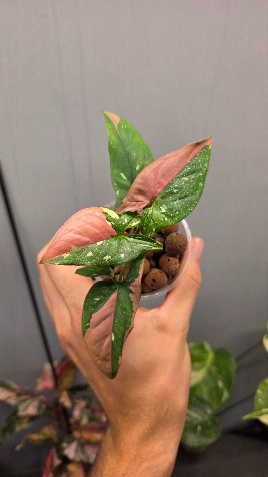 syngonium red spot tricolor, Enlèvement ou Envoi