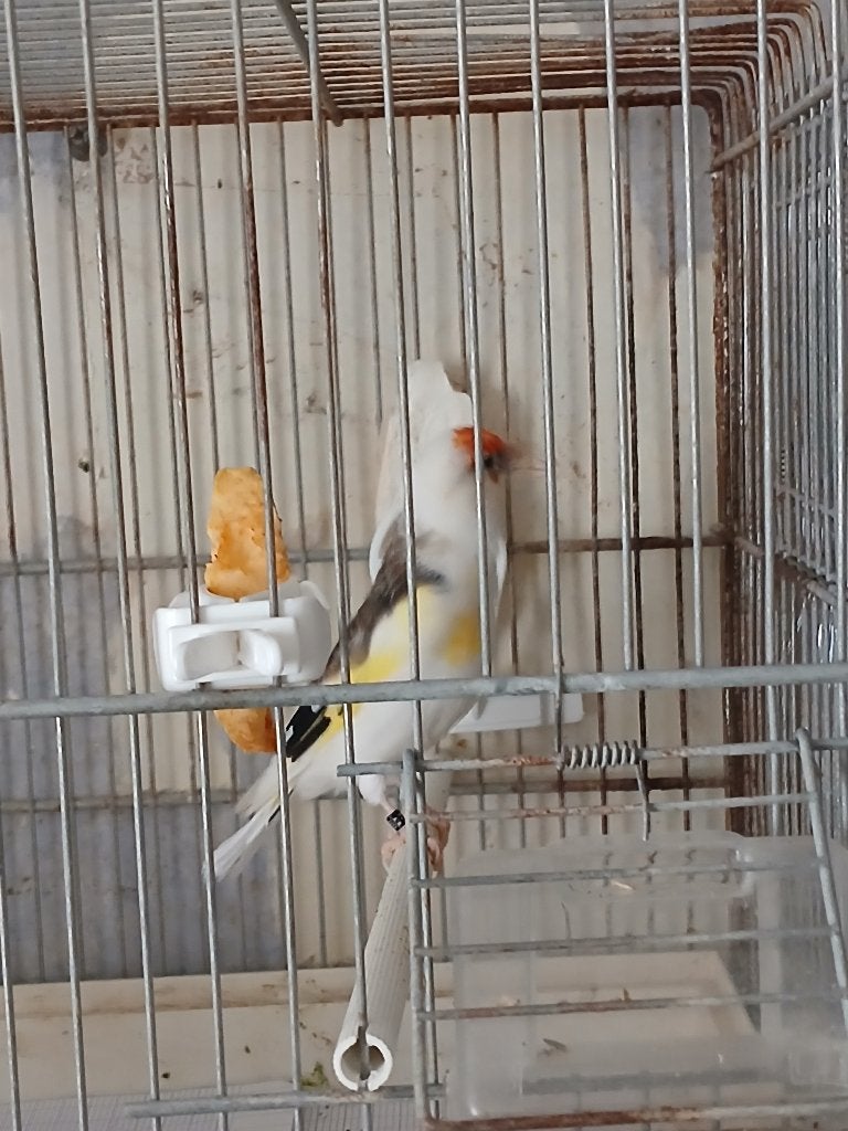 Canaris mutation, Dieren en Toebehoren, Vogels | Kanaries, Mannelijk, Kleurkanarie