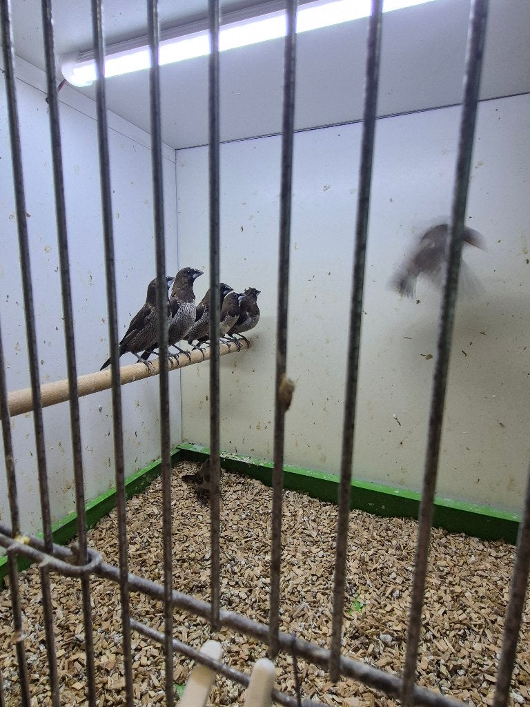 Vogels, Sexe inconnu