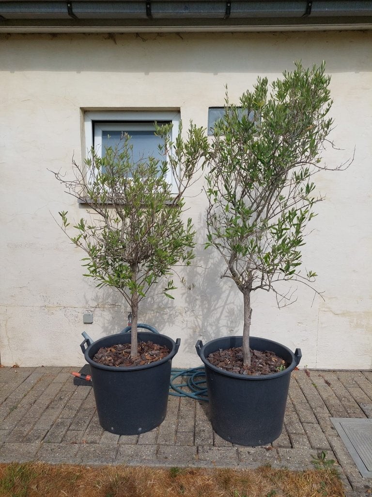 Olijfboom, Tuin en Terras, Ophalen, In pot, Olijfboom, 100 tot 250 cm
