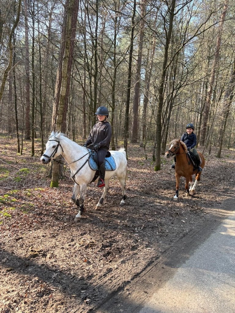 Leuke sport welsh pony, Dieren en Toebehoren, Pony's, Ruin, Springpony, Met stamboom, 11 jaar of ouder