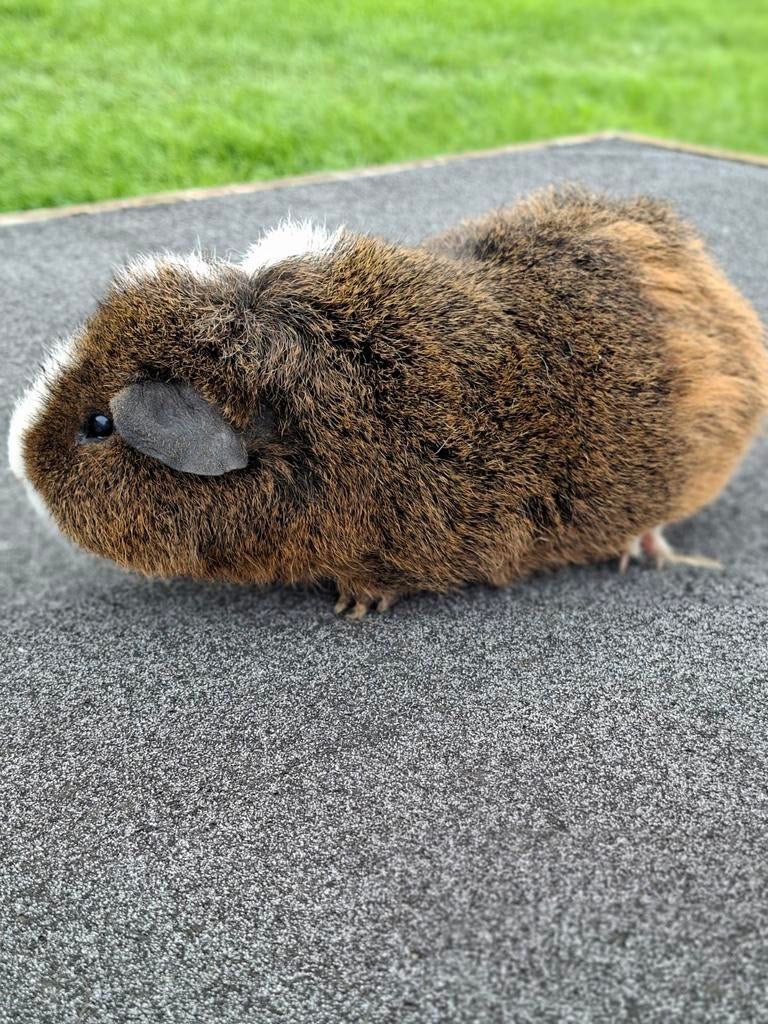 Rex caviabeer, Dieren en Toebehoren, Knaagdieren, December, Mannelijk, Cavia