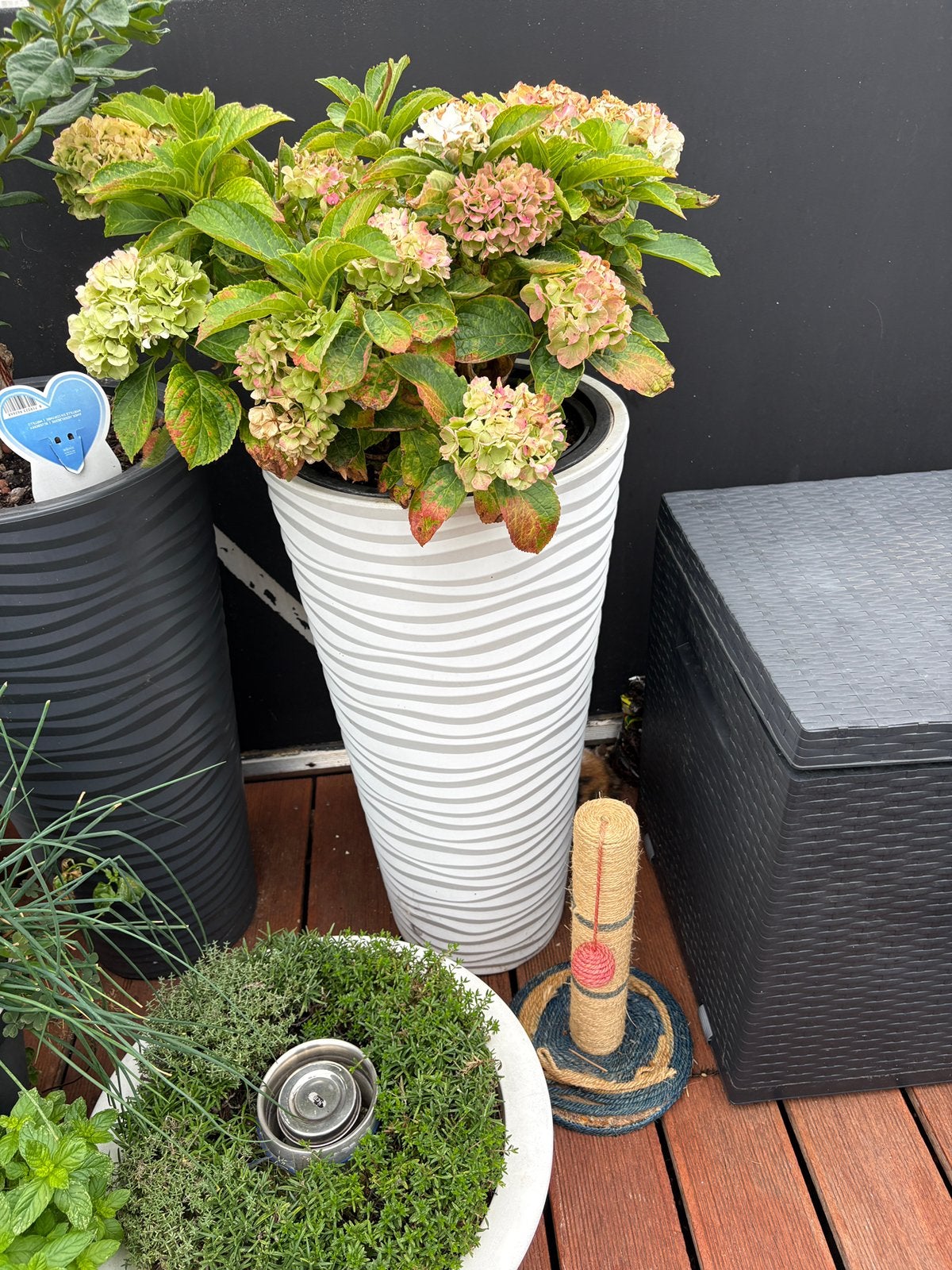 bloempotten met plant buiten, Ophalen