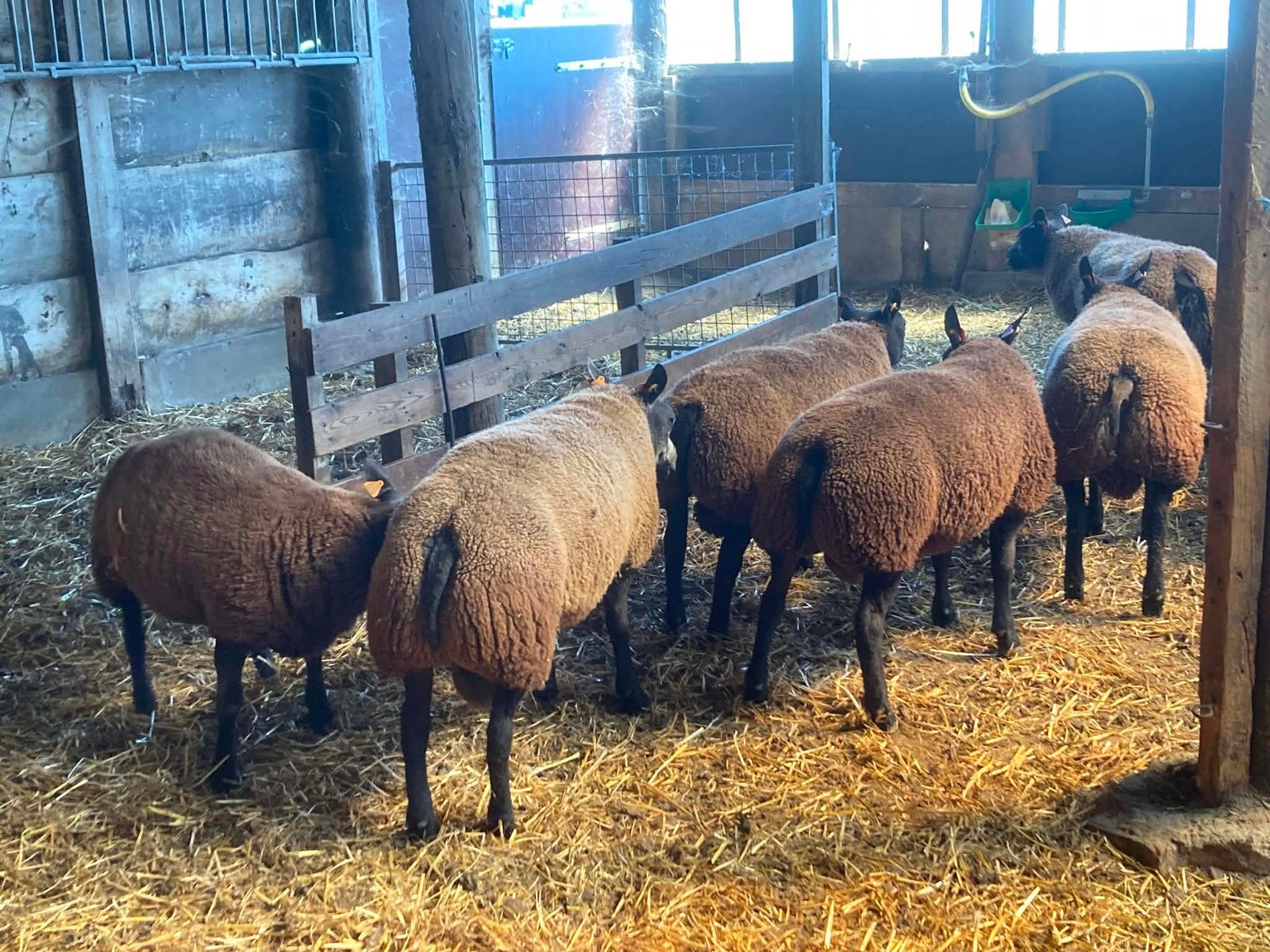 Zeer beste blauwe texelaar dekrammen te koop, Dieren en Toebehoren, Schapen, Geiten en Varkens