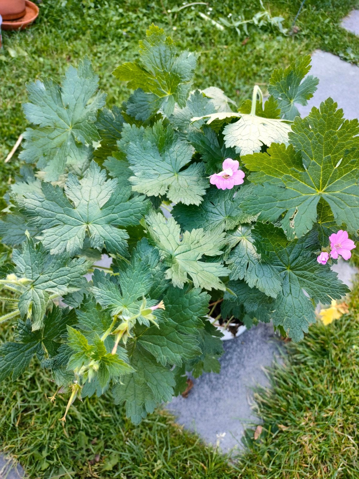 Geranium Macrorrhizum, Tuin en Terras, Ophalen, Zomer