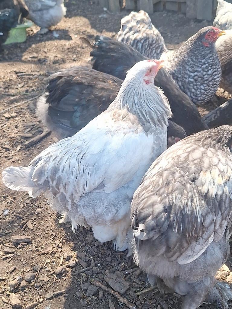 Brahma kriel, Dieren en Toebehoren, Pluimvee