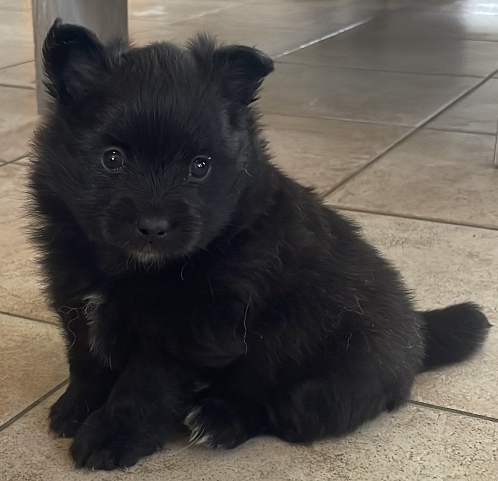 Klein keeshondjes pups, Dieren en Toebehoren, Honden | Poolhonden, Keeshonden en Oertypen, Parvo, België, Particulier, Keeshond