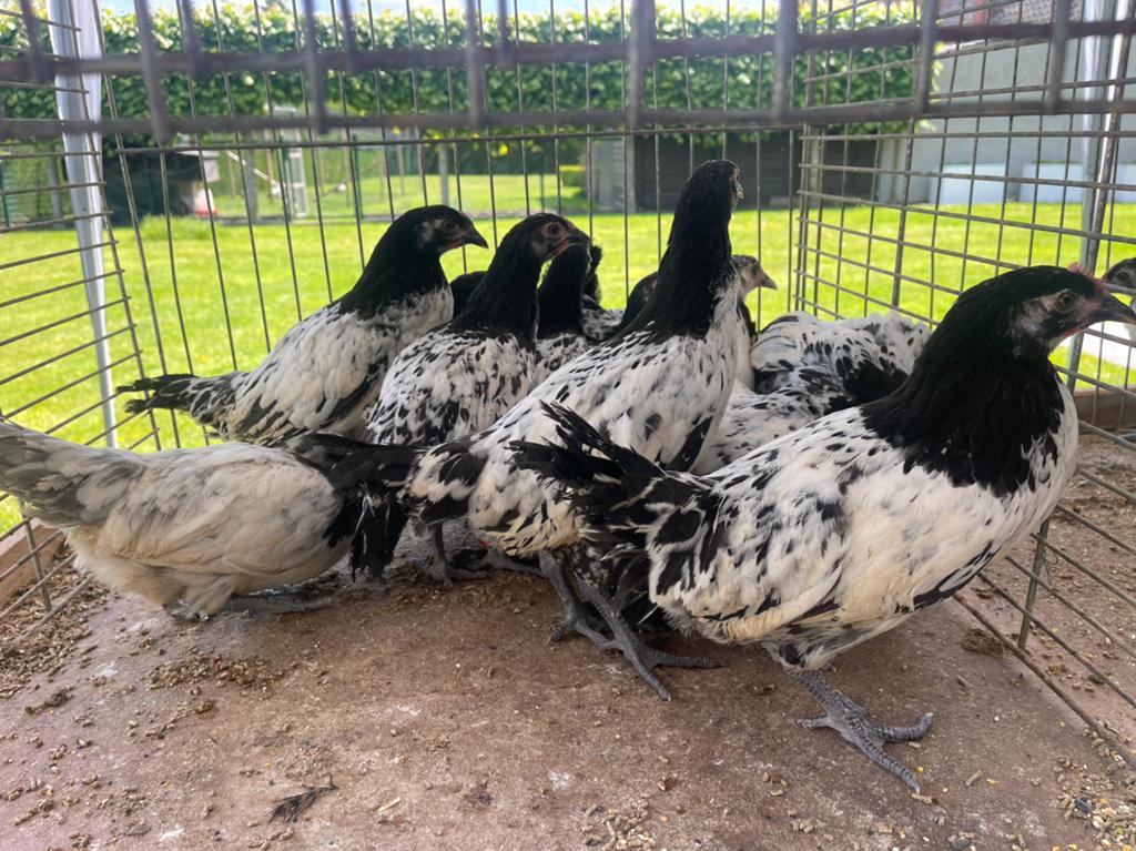 Jonge Lakenvelder hennen, Dieren en Toebehoren, Pluimvee, Kip, Vrouwelijk