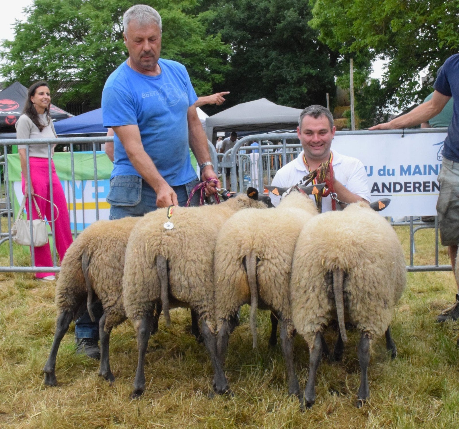 Bleu du Maine Ramlammeren, Dieren en Toebehoren, Schapen, Geiten en Varkens, Mannelijk, Schaap, 0 tot 2 jaar