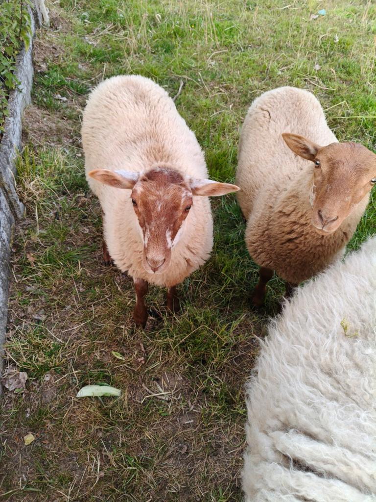 Houtlander ooi met 3 lammeren, Dieren en Toebehoren
