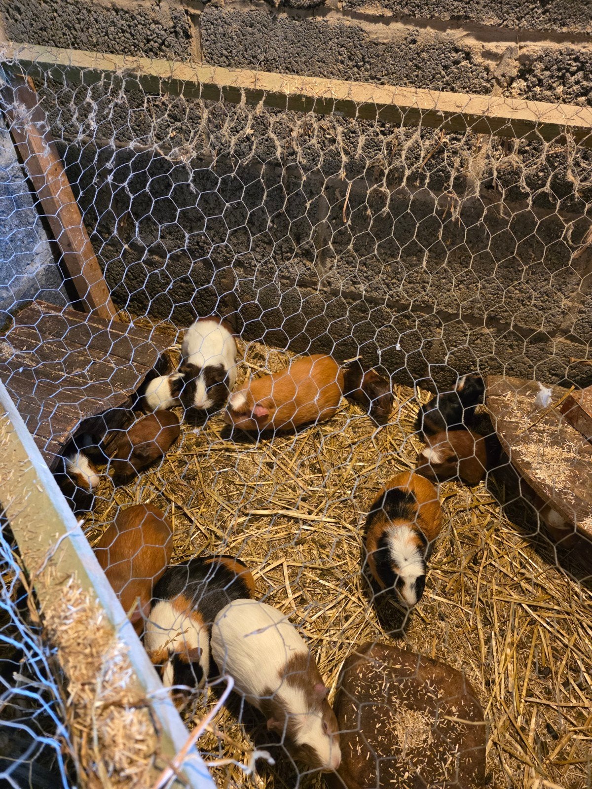 cavia, Dieren en Toebehoren, Knaagdieren, April, Cavia