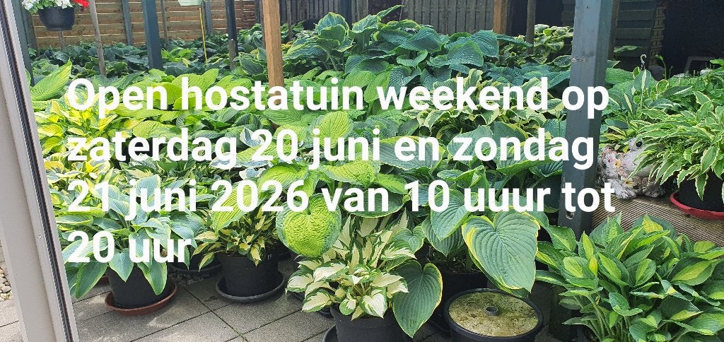Hosta open hostatuin weekend, Tuin en Terras, Ophalen, Zomer, Vaste plant, Overige soorten