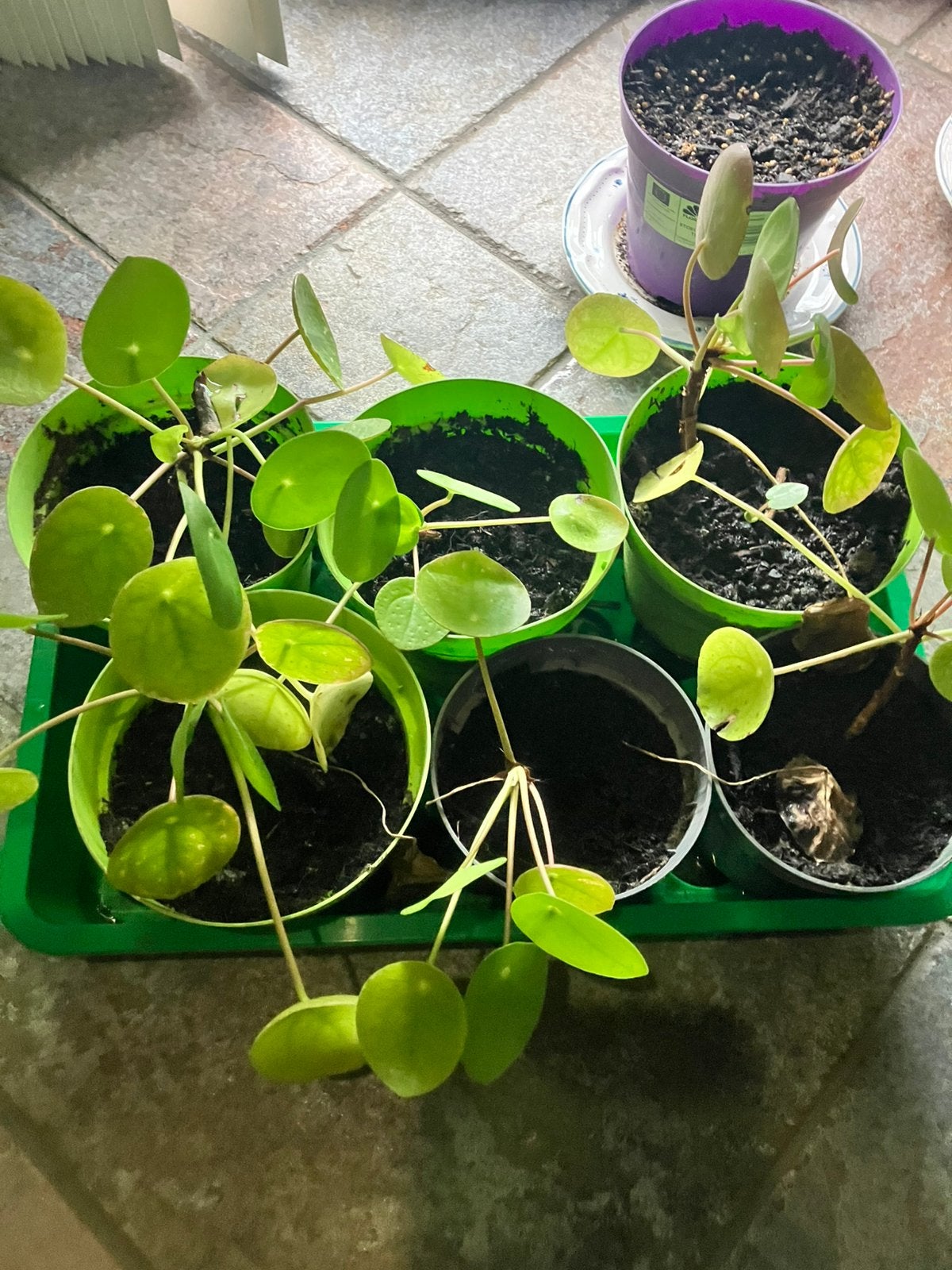 Plantes à crêpes, Enlèvement