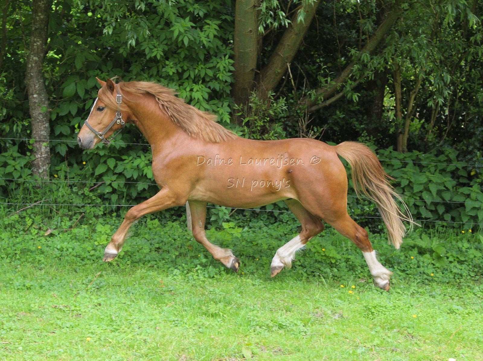 🩵🩵 3.5 jarige Welsh pony 🩵🩵, Dieren en Toebehoren, Pony's, Met stamboom, Ruin, 3 tot 6 jaar, C pony (1.27m tot 1.37m)