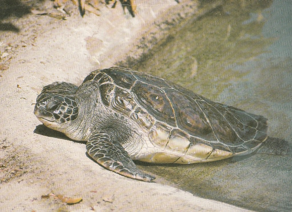 SCHILDPAD, Verzamelen, Ophalen of Verzenden, Ongelopen, Reptiel