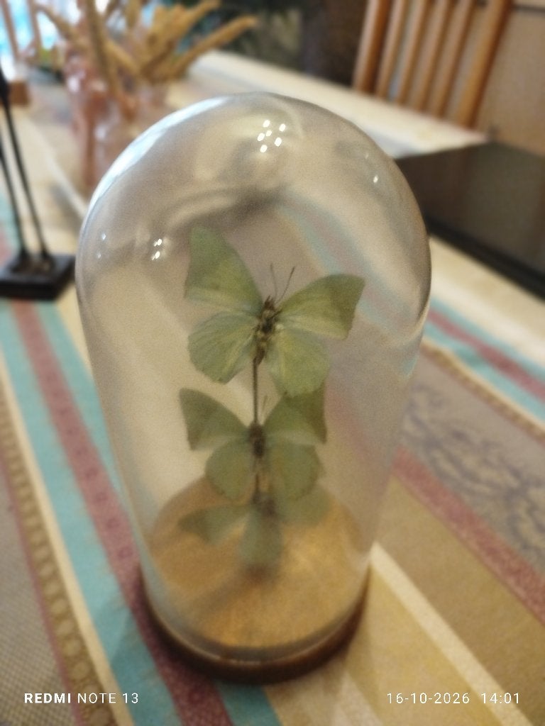 Papillon, Antiquités & Art, Enlèvement