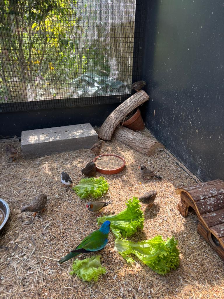 4 jeunes cailles chinoises (couvain naturel), Plusieurs animaux