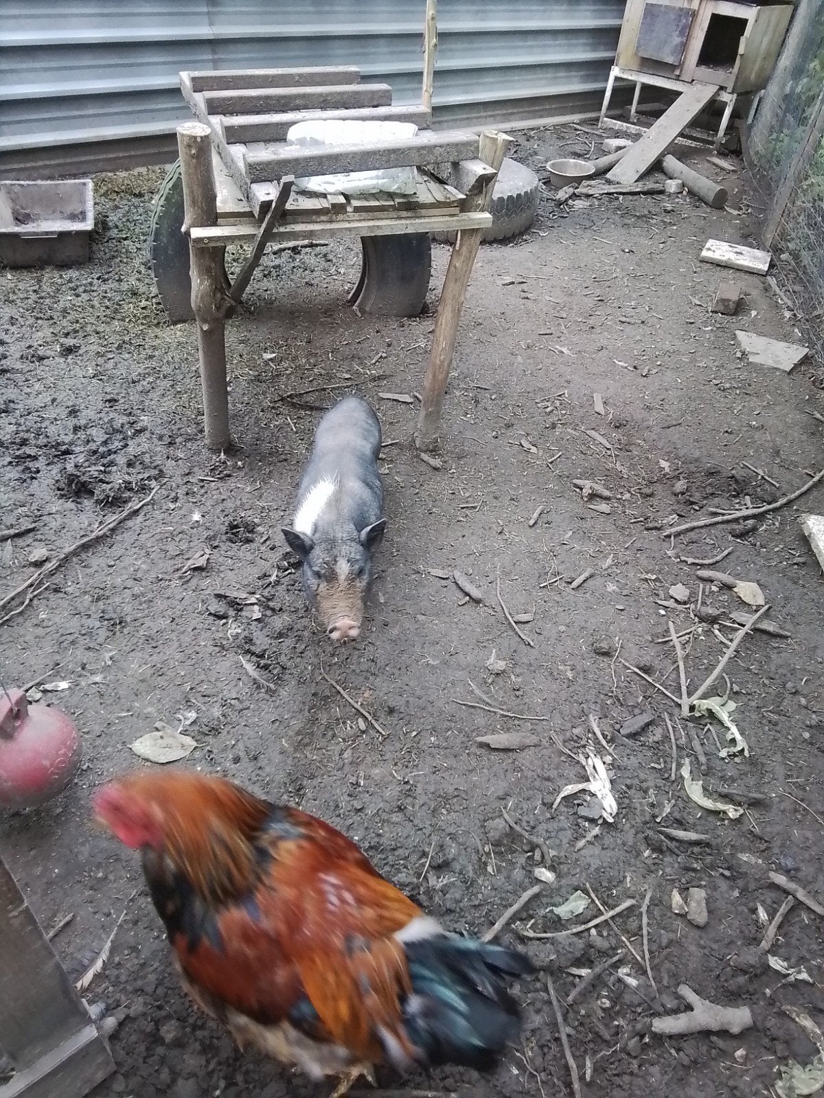gottinger mini varken  1 jaar