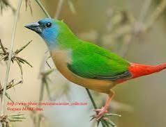 Indische nonpareil