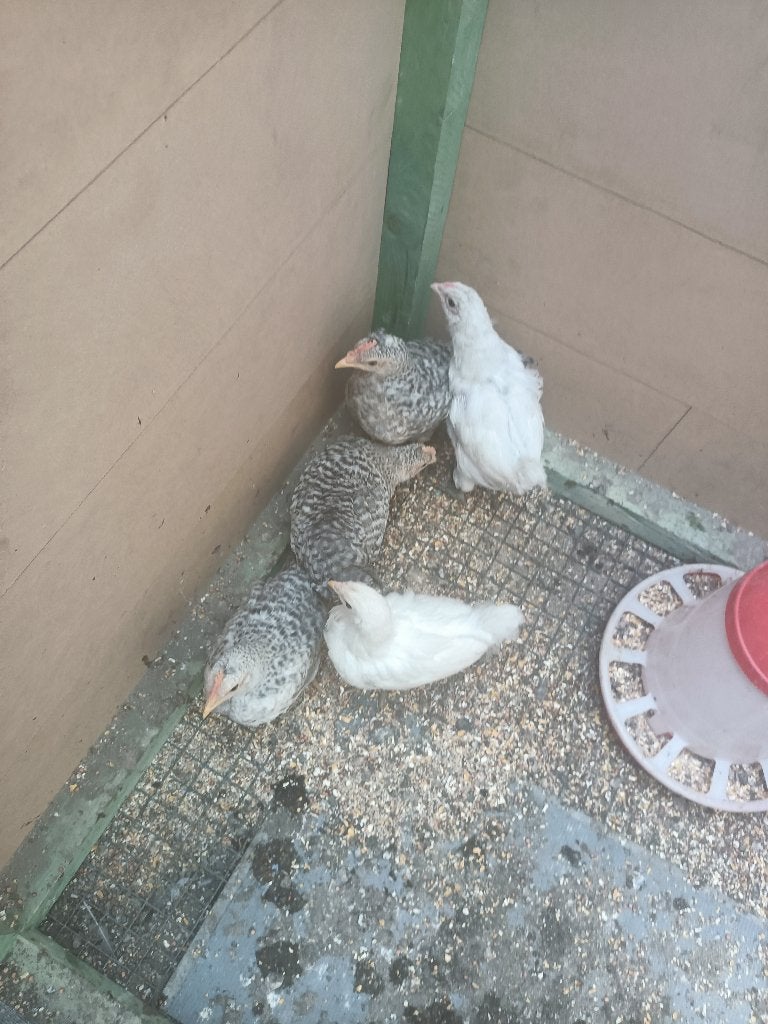 kuikens, Dieren en Toebehoren, Pluimvee, Mannelijk, Kip