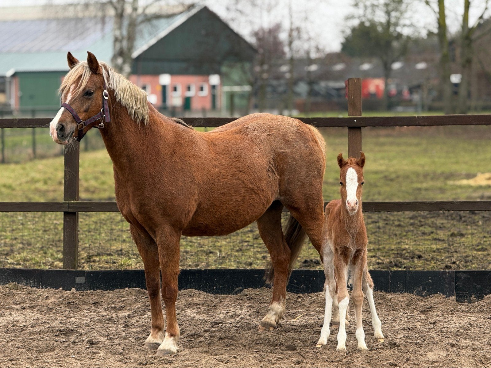 2 drachtige pony's (C en E maat), Jument, B, Avec pedigree