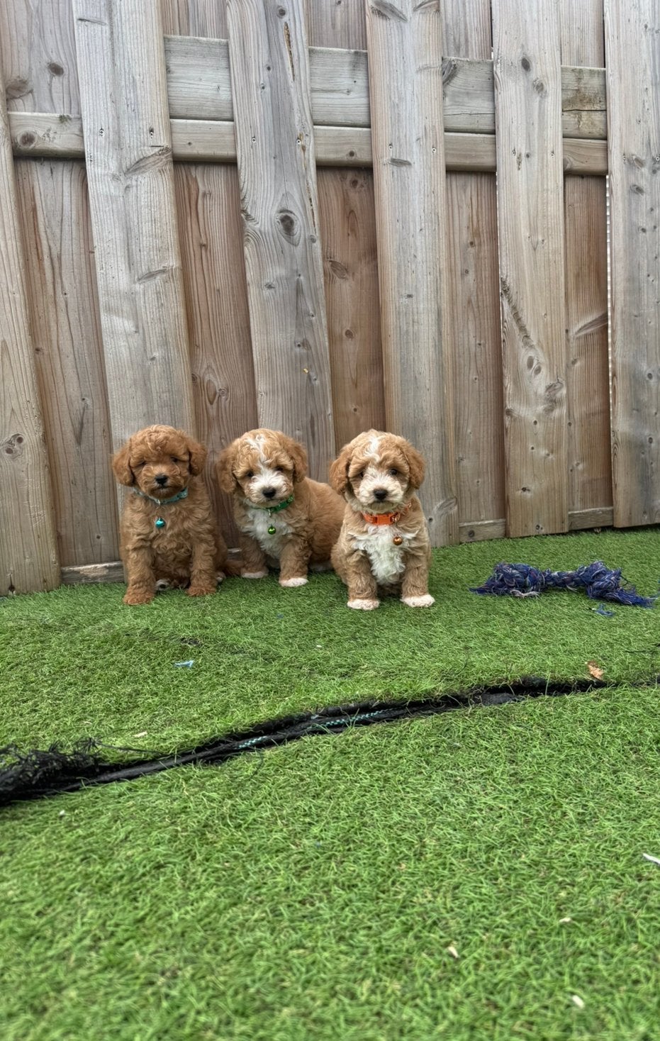 Prachtige maltipoo pups, Dieren en Toebehoren, België, Overige rassen, CDV (hondenziekte), 8 tot 15 weken