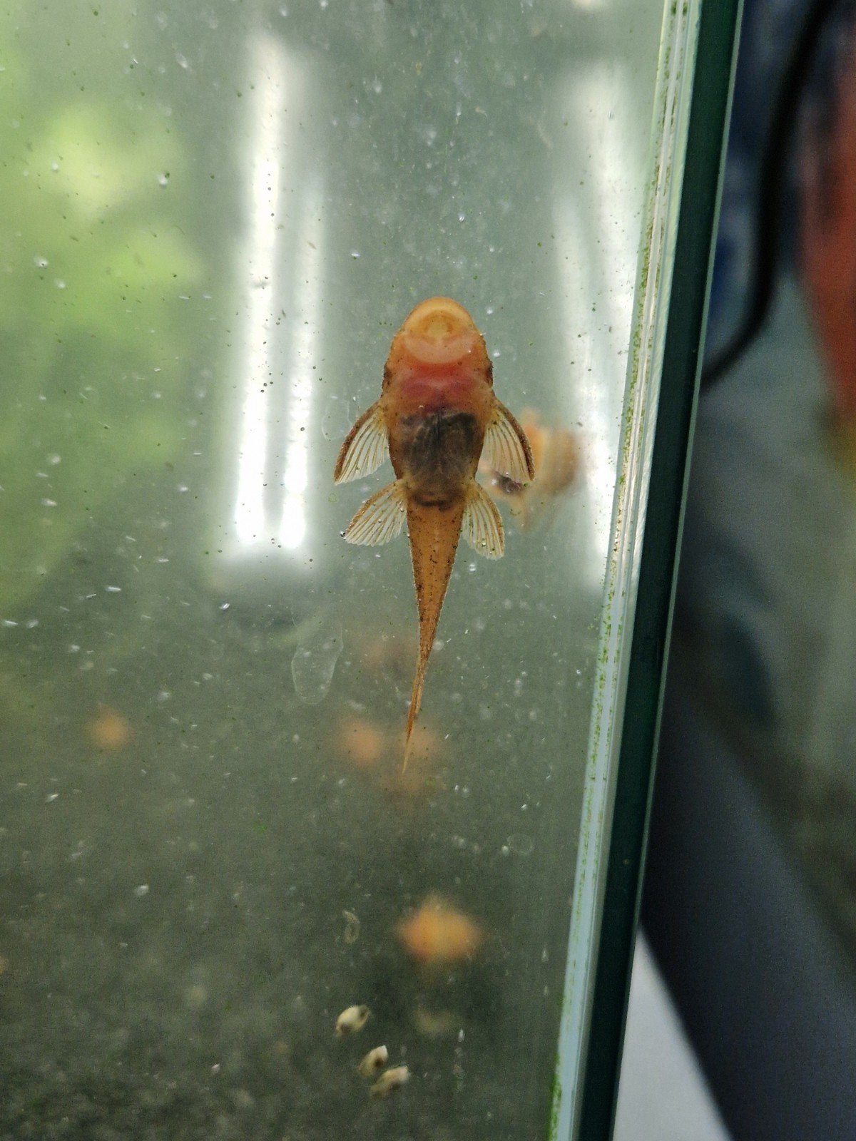 red fire , ancistrus , borstelneus ,, Dieren en Toebehoren